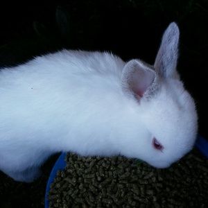 Meet your Posher, Rosa